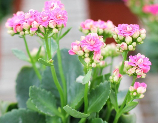 长寿|长寿花叶子老是长不大,你可能忽略了 这些小问题