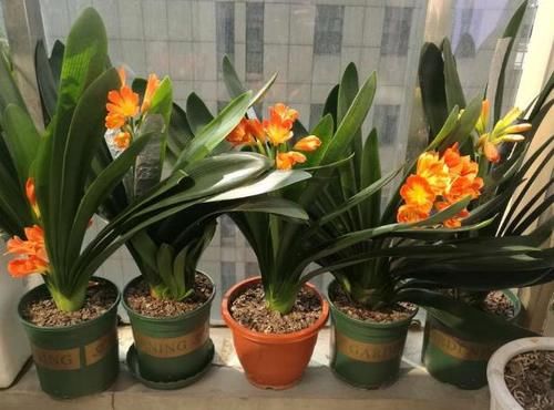 天冷养花怕冻伤，就多晒太阳多铺层它，保证呼呼疯长个