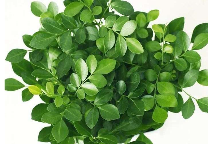 人养花,花养人,在家里养以下四盆植物,对家人身体也好