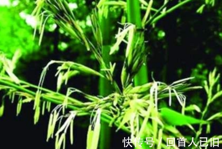 竹子|俗语:“竹子开花,赶紧搬家”,为什么要搬家?蕴含深刻哲理