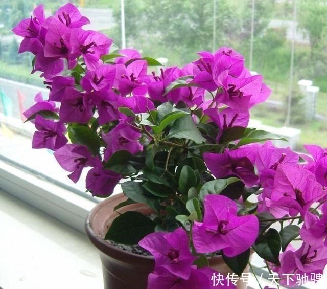 花芽|6种花，再舍不得也要“搬出去”，越狠狠晒，越满头开花！