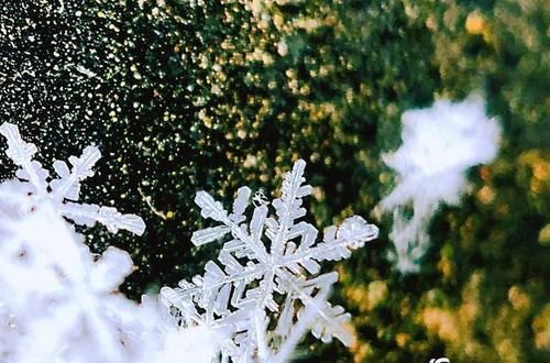 微距看北京雪花 晶莹剔透如艺术品