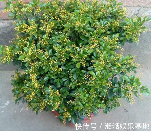 光照|家养米兰花总是长不好,教你4招,开成“爆米花”,比香水味还浓