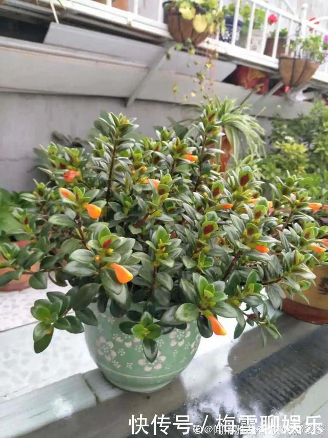 瀑布|6种花,一定要吊起来养,开花像瀑布,看着真过瘾!