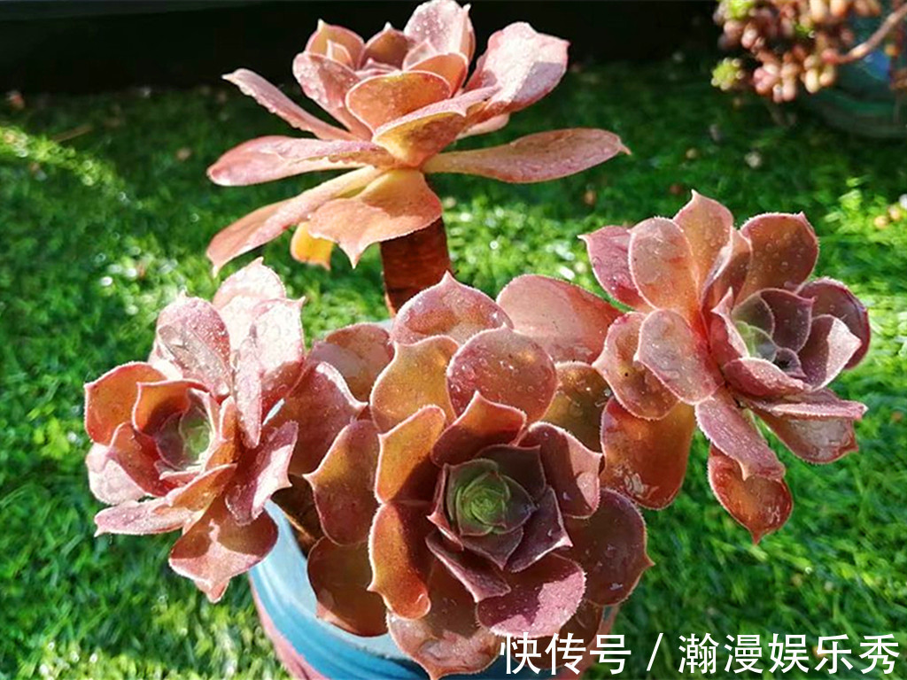 多肉法师夏季不休眠正常吗?不休眠的法师如何养护?顺其自然最好