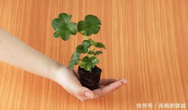 她家只养一种花,一年四季有花赏,原因是做好了四件事!