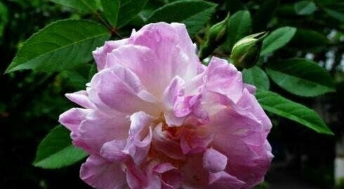 分分钟撩动少女心，四月广元的蔷薇又盛开啦！