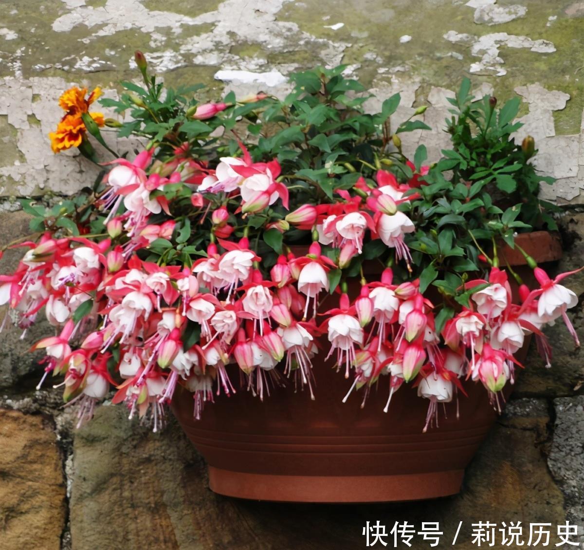 立春之后,养花要“叫醒”根系,缓过劲来,开花才会爆