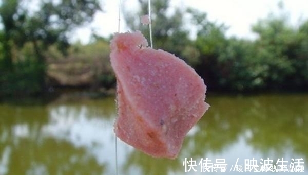 鱼道|夏季手竿钓鲢鳙的诱鱼之道,鲢鳙成群进窝,连竿到手抽筋