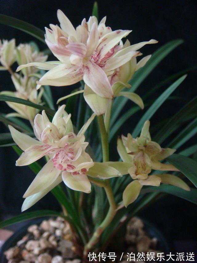 魁首|它是兰花的魁首,花型少见颜值高,曾经价格昂贵,现在走进百姓家