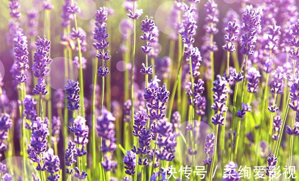 普罗旺斯|薰衣草现在开始播种,你一片紫色花海