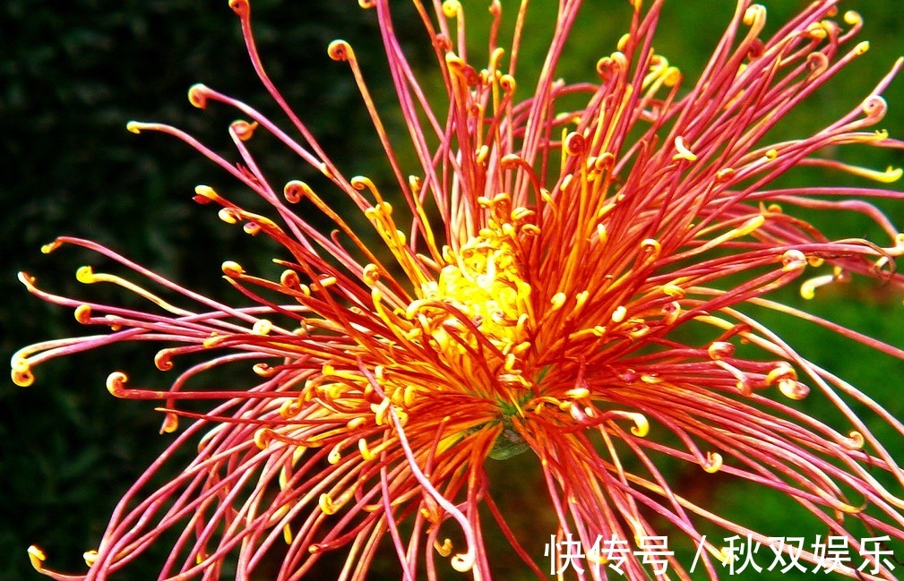 菊花|此花有着顽强的生命力，代表了高尚的灵魂，也是象征了皇室的花