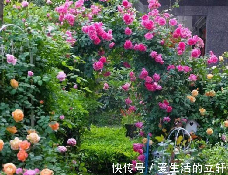 颜值花|家里就养4种颜值花,不怕热不怕冷,不用管反而长得旺!