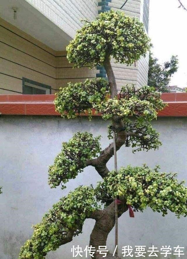 家养“金枝玉叶”,浇点“壮骨肥”,一年变老桩,形态美,超值钱!