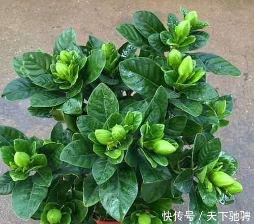 茉莉|6种花,再舍不得也要“搬出去”,越狠狠晒,越满头开花!