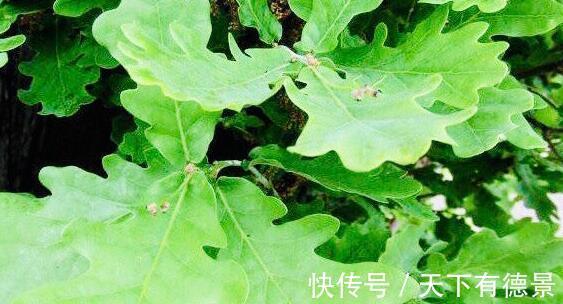 冬病夏治|女性宫寒高发期,常用此物泡水喝,暖宫排污血,美容排毒