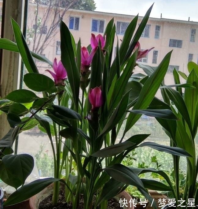 荷花|一块“大生姜”,开满粉荷花,家里养一盆,仙气飘飘,开花100天