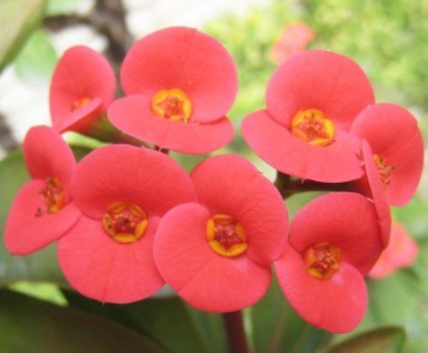 不知道养什么花,不妨看看这些花草,不仅好养殖,开花还爆满