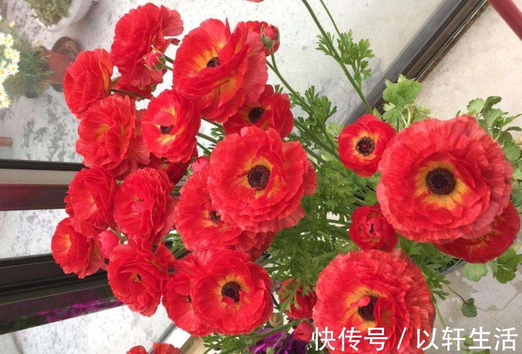 家家都有的厨房“垃圾”,用来养花都嫌臭,其实它是最佳的促花肥