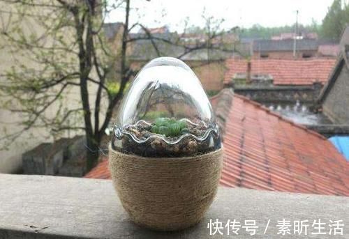 养多肉还在担心天冷叶子化水吗?套上它,反而不挨冻长得更好