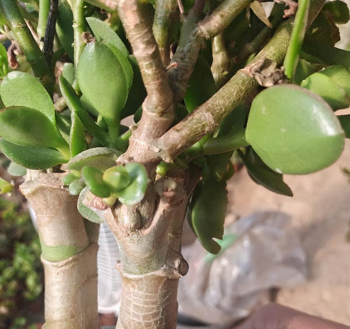 秋季养玉树，做好三步，枝叶油绿壮实，更容易养成老桩和开花