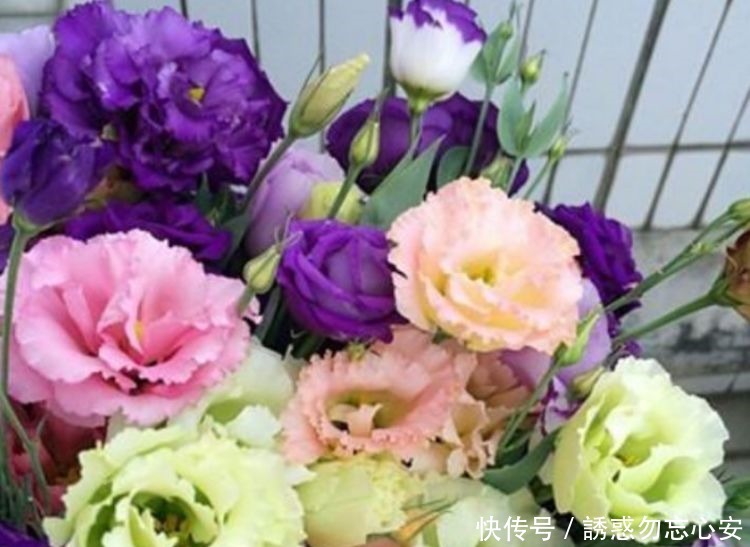 3种花,最适宜夏季养,越热越开花,花色绚丽花期长,漂亮真好养