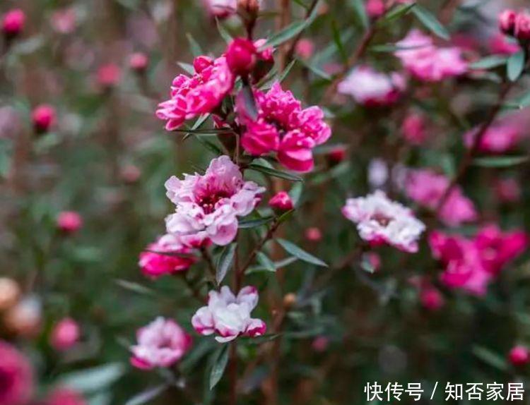 此花人见人爱,,仙气十足,养在家里朝气蓬勃,美极了