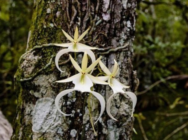 全球最贵兰花，在中国发现，形状怪异，价值1500万