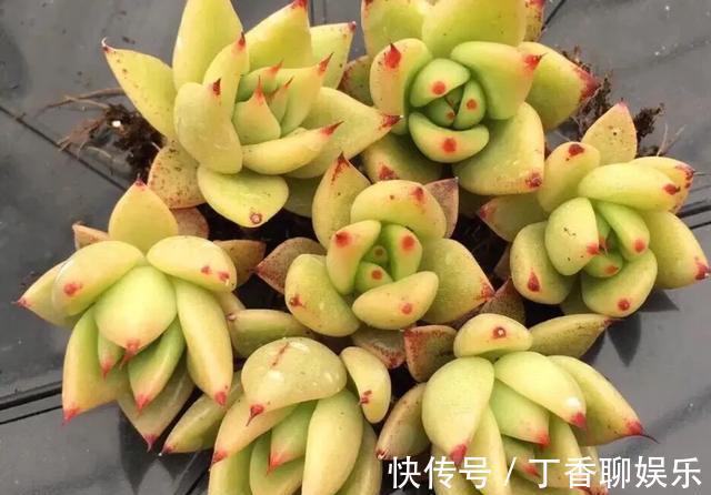 多肉|多肉植物色彩斑斓之黄色系多肉，祝各位花友飞黄腾达