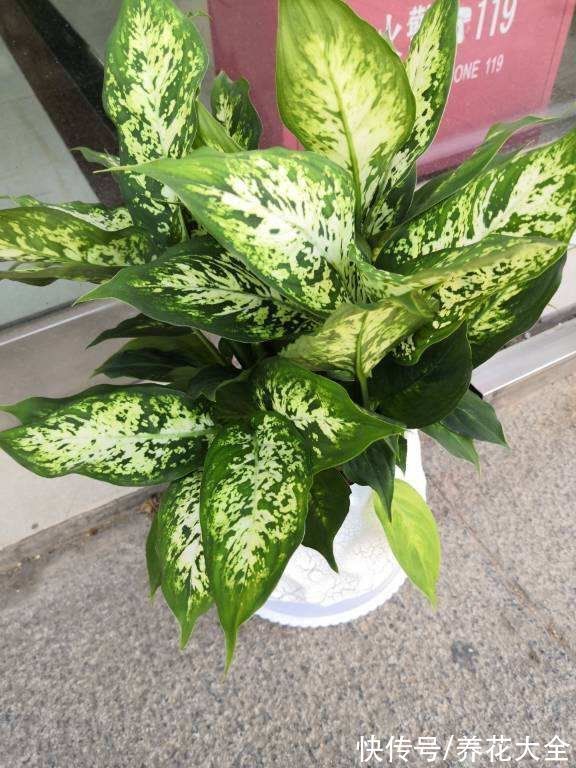 花卉|15种“阴性”花,家里没光适合养,光太强反而长不好