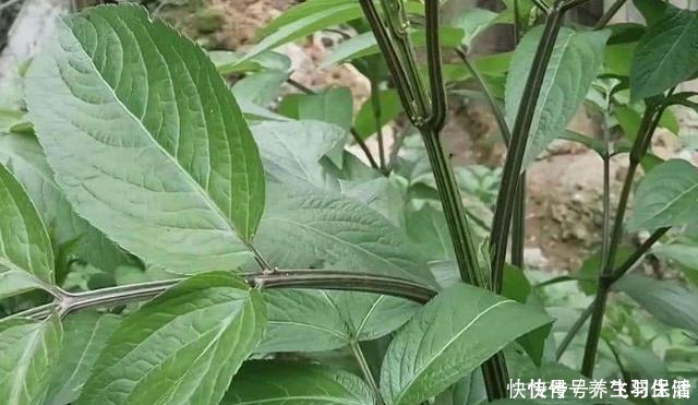 两脚|“两脚不能拿,专吃八棱麻”,农村这种野草,专治风湿类骨痛病!