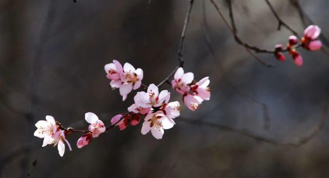 一枝红杏，河湟最美的季节也开始了