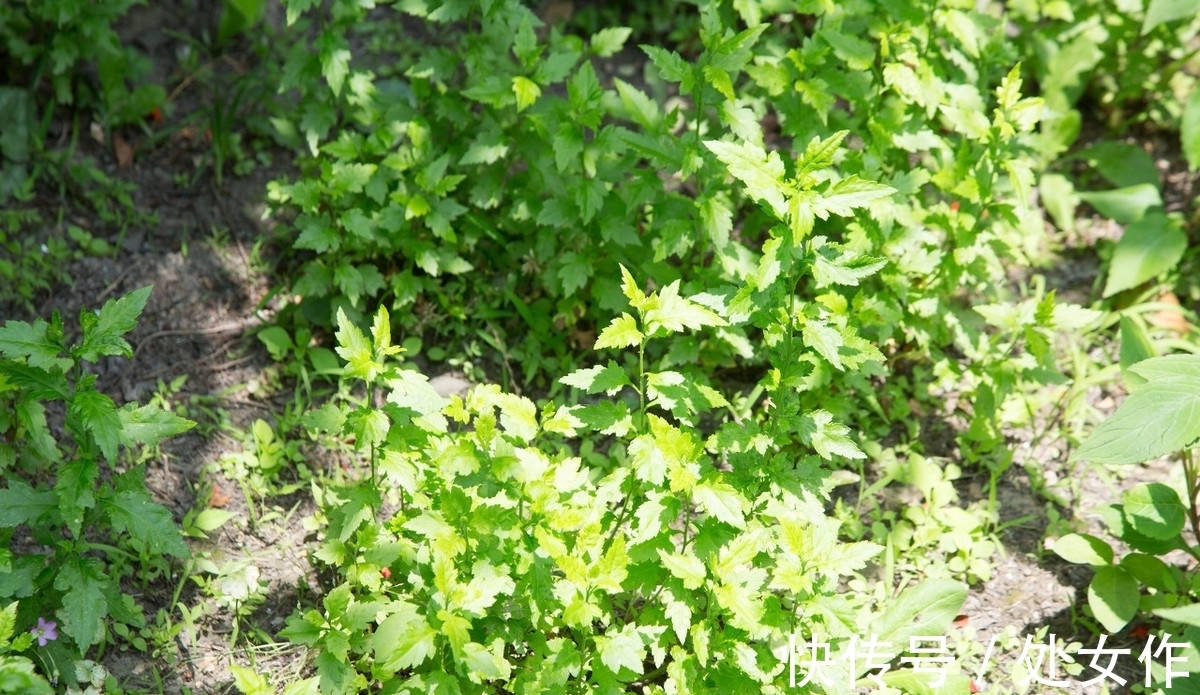 野生蔬菜|菊花脑是有开发前景的野生蔬菜，一次栽培能多年多次采收，受欢迎