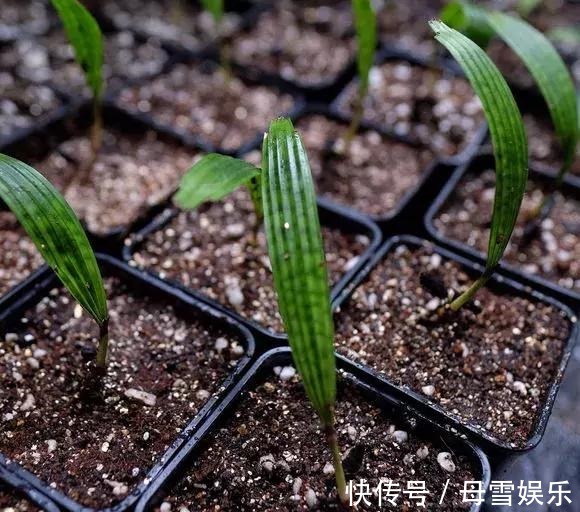 桂花树|路边的种子捡回家,泡一泡丢盆里,长成盆栽,省了买花钱!