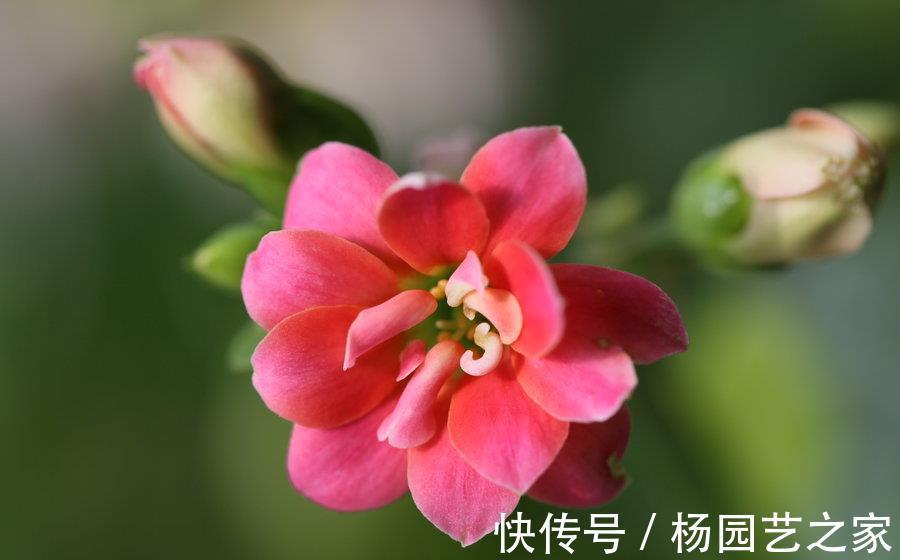 关键问题|长寿花夏季出现黑腐,解决3个关键问题,轻松度夏,入秋长势更好