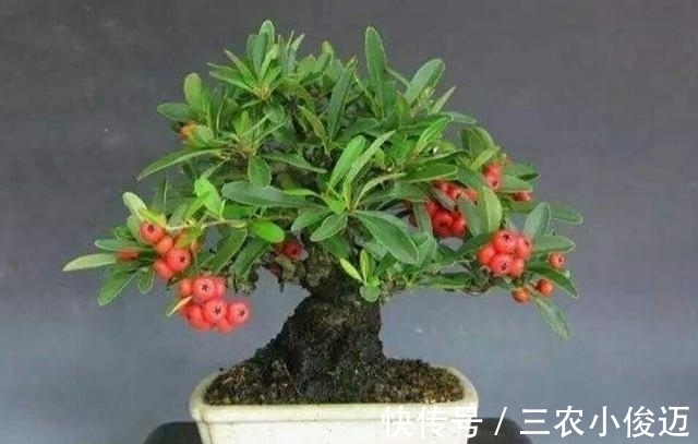 萌发|养护好火棘盆景要注意这几个事项