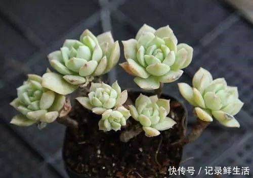 多肉怎么养才能颜色亮丽,达到胖乎乎萌萌哒的水准呢!