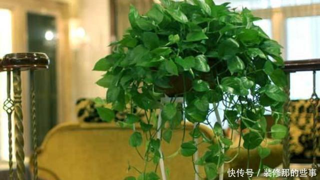 保证|喜欢在家养花?学会3条管理经验,保证啥花都能轻松养好