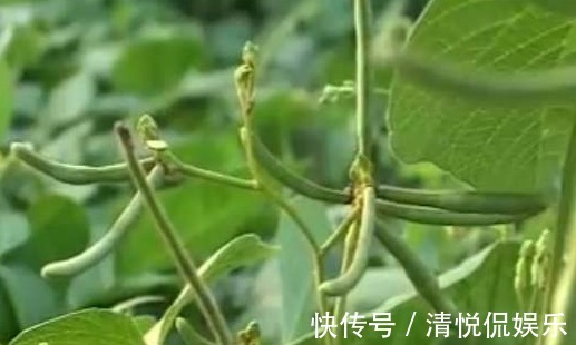 收获|绿豆产量低下,原来方法不对,掌握以下要点,收获吃不完的绿豆