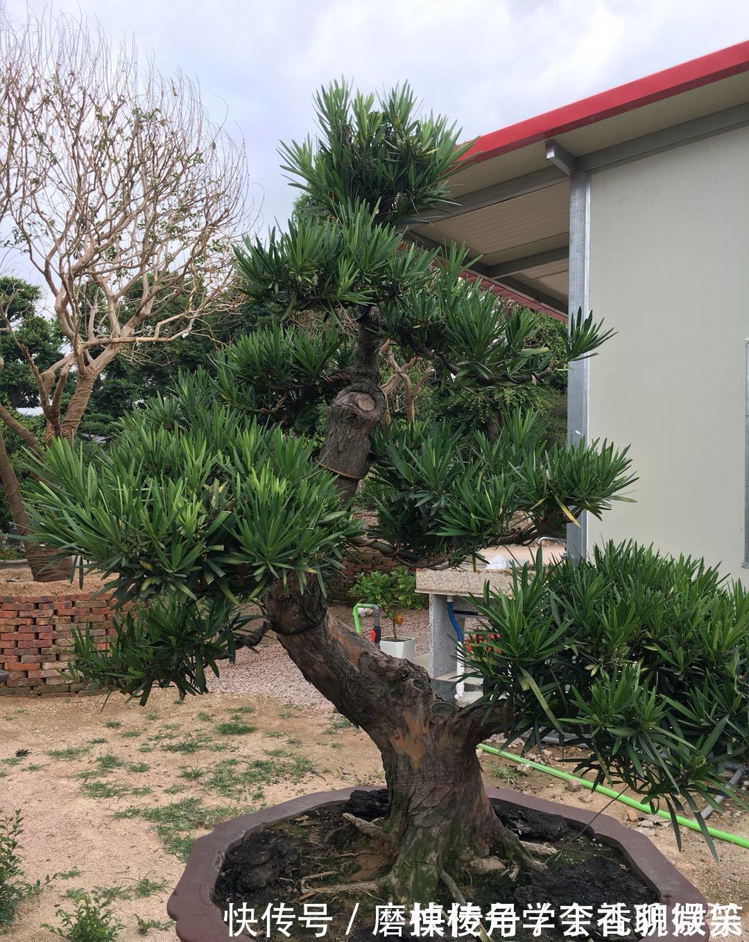 罗汉松盆景养家中，摆放禁忌要知道，放对位置好处多，放错了难活