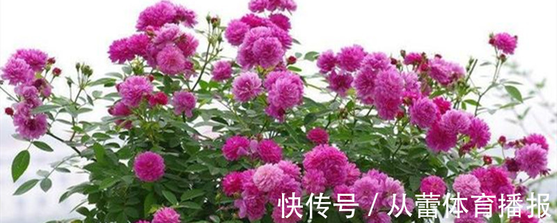 喜欢在家中养护花卉，就选择开花繁多，花色艳丽丰富的3种花卉
