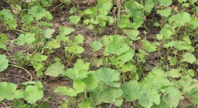 随意|农村这种野草有剧毒,老农民却称它为“解毒王”,见到别随意采摘