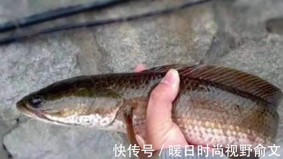 饵料|一时忘了告诉你,对付黑鱼我只需用这钓法,操作简单,遛鱼特过瘾