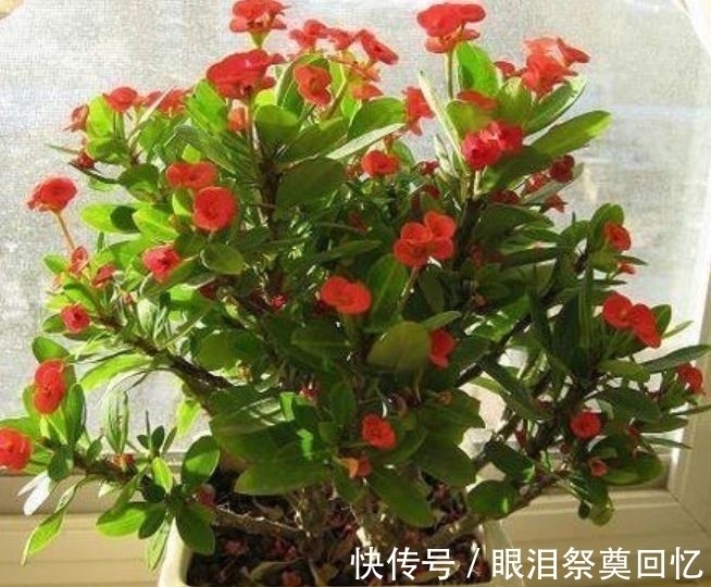 铁线莲养护铁线莲|这些花放阳台,漂亮又好养,晒晒就爆盆,花开繁盛惹人爱,美爆了