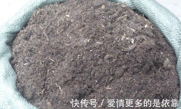 如何保障养花土的安全性学会这3妙招,不花钱就能杀菌消毒