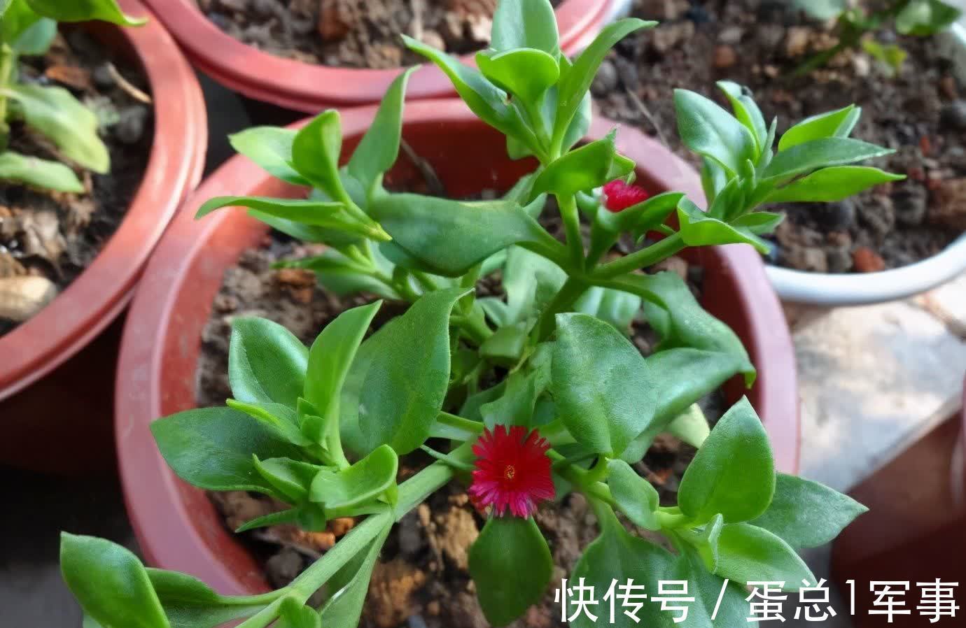 成活率|八九月份，适合扦插“7种花”，成活率高