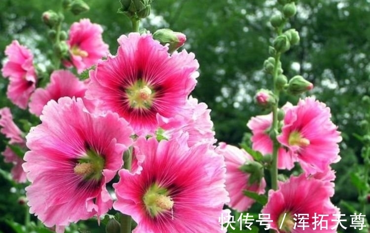 几种花,开花漂亮又好养,寓意吉祥人人爱,随便一养成花海!