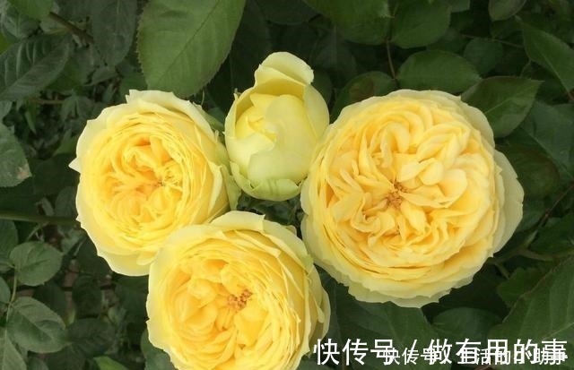 25款包子型月季 花开永不败 大花好养又丰花 新手推荐种植 粉紫色 25款包子型月季 花开永不败 大花好养又丰花 新手推荐种植 粉紫色