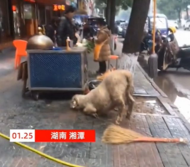  湖南一羊肉摊前，待宰羔羊下跪求饶，网友求商家放过