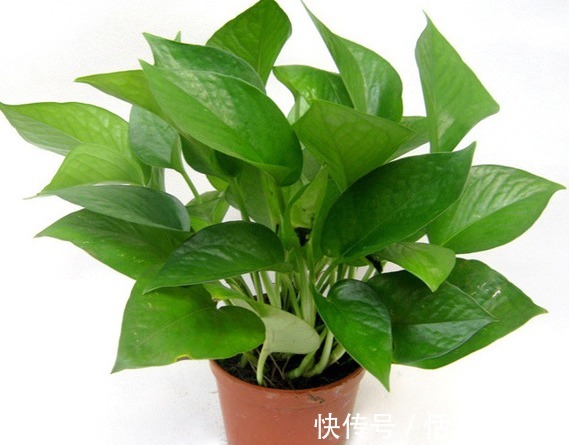 一颗绿萝七个鬼，啥意思？家中究竟可不可以养绿萝呢